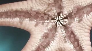 Starfish_The Cute But Bizarre Ocean Creatur