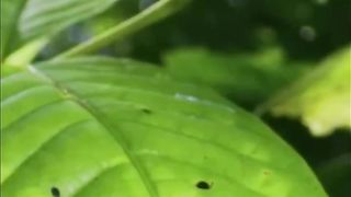 Poison Dart Frog_The Beautiful But Deadly Frog