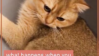 Funny Cats 15