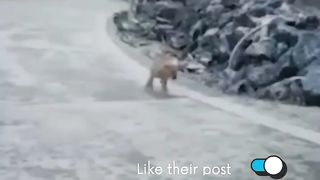 best funny cats and dogs video 2023 funniest pet compilation 13 #shorts.