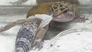 Geko vampire