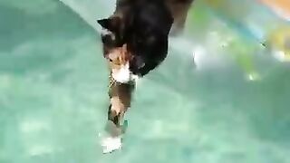 Funny animals 2023### Fanniest cats and dogs video