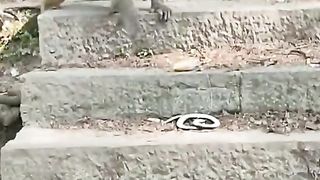 monkey prank funny video