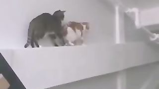 Funny animals 2023 7