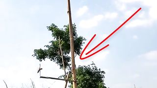 trap birds ideas with a rope