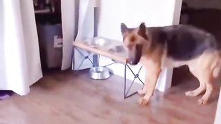 funnydogsonline
