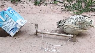 trap birds