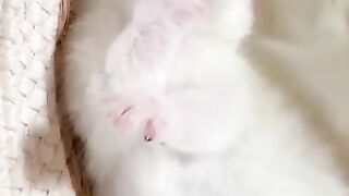cute cats ## Be careful too cute cat## cat lovers