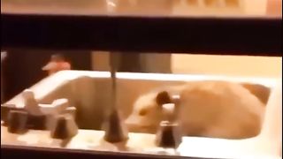 Funny animal videos that i found for you