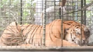 Harimau Sumatera Satu Satunya Spesies Harimau Indonesia Yang Masih Tersisa