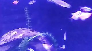 Tetra glofish