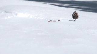 Smart Ant
