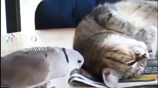 Burung yang menjahili kucing