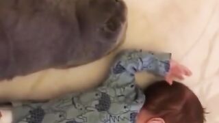 KUCING MENJAGA BAYI