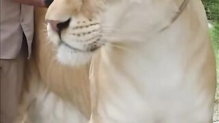 LIGER | THE MONSTER HYBRID ANIMAL