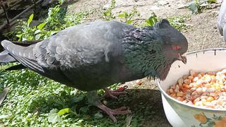 Beautiful pigeon 3