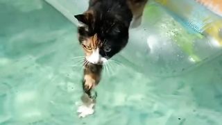 Funny cats dog and animals videos 11