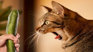 FUNNY CAT ACT