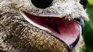 POTOO| THE GHOST BIRD