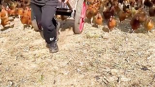 الدجاج كله جرى وراه ههههههههههه