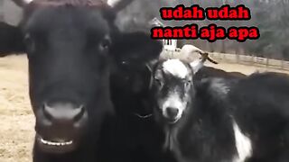 Vidio lucu 49