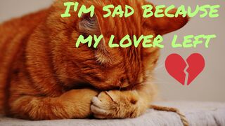 funny cat behavior that makes you happy