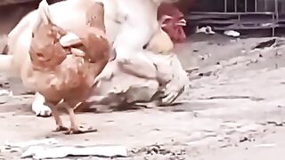 Funny dog video 4