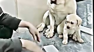 Emotion For Dog