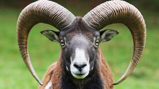 NEVER TRUST A RAM #funny #sheep #animals #farming #goats #subscribe #follow