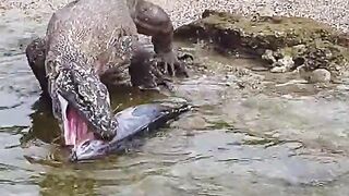 Komodo dragon