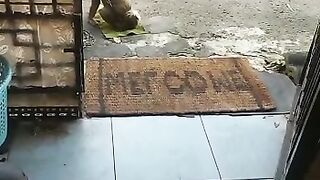 funny monkey 5