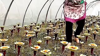BEGINI CARA ORANG CHINA MENANAM JAMUR LINGZHI