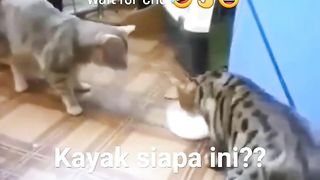 Funny cats l wait for end
