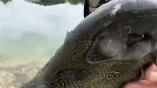 MENANGKAP IKAN ALIEN