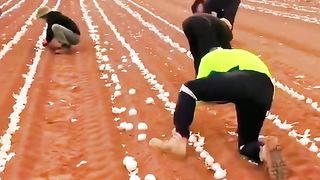 CARA MENANAM BAWANG PUTIH DI LUAR NEGERI