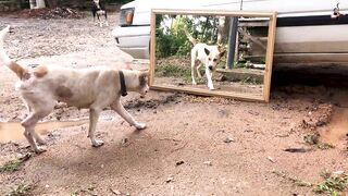 Try not Laugh Mirror Prank on Dog | Funny Prank video