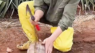 Farm fresh ninja fruit cutting #49 | Ly Chynh St #shorts