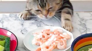 There are no cats who can't grab food, only cats who don't work hard.