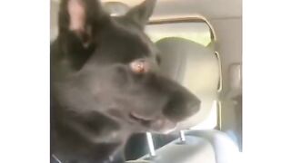 Funny pets 11
