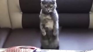 Funny animals 2023-Funniest Cats and Dogs Video