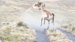 Wow look at this animal !!!