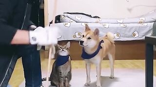 Pets funny 3