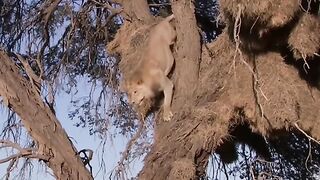 This lion stole the leopard's food