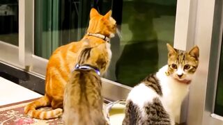 Funny cat