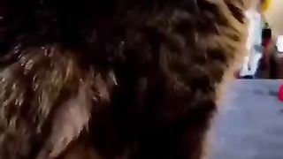 Funny moment cat cute