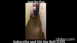 Funny Animals 11