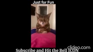 Amazing Funny Animals