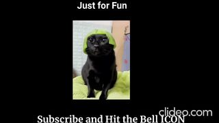 Amazing funny  Animals...Try not to Laugh :)
