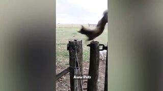 1 Hour Of Funniest Animals - Funniest Cats and Dogs ???????? #2 |Aww Pets
