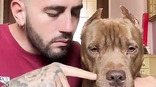Chihuahua vs pitbull